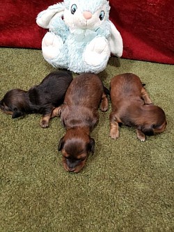 Male (LH)