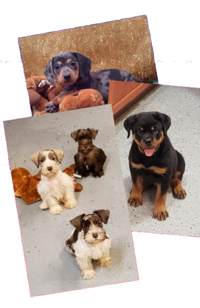Puppies