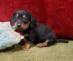 Male (SH)
