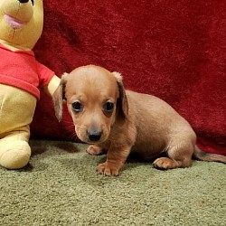 Male (SH)