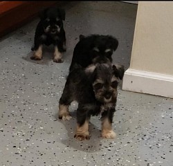 Male females