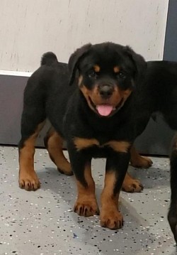 Male